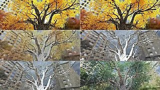 䴺ﶬ~wѩļ׃S(dng)R^